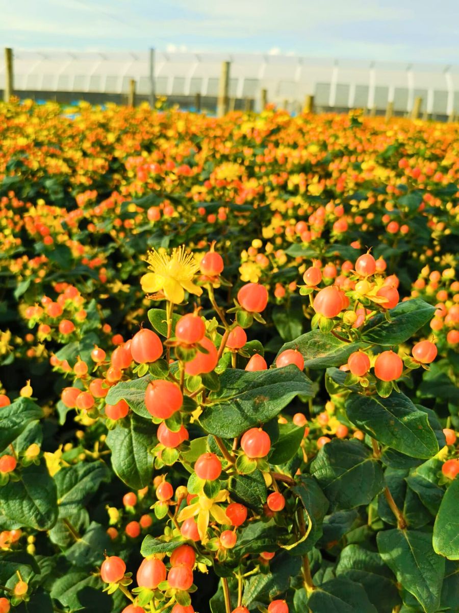 KFC Calls for Government Support as Middle East Conflict Sparks Export Disruptions