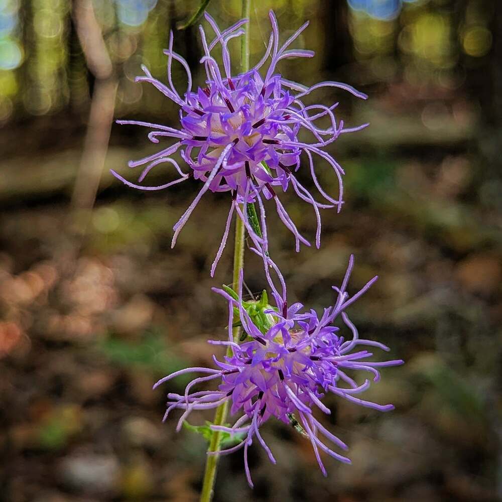 Amazing Hairy gayfeather flower