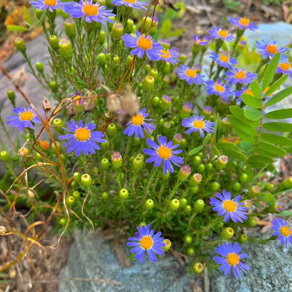 Blue native flower for you garden