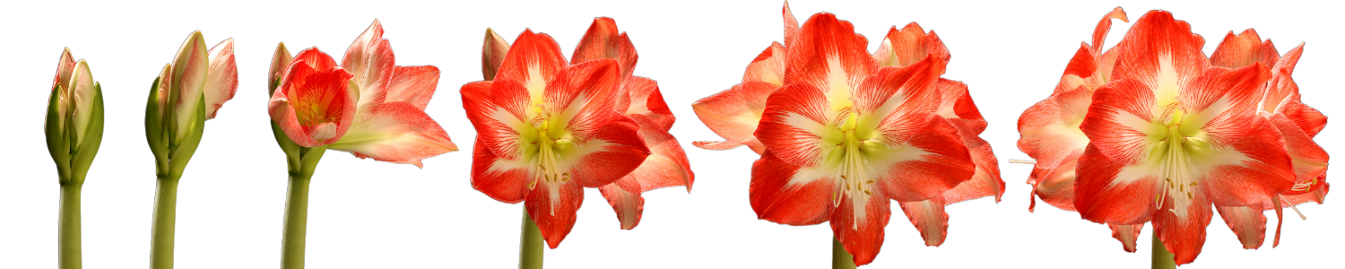 Amaryllis different stages - opening flowers