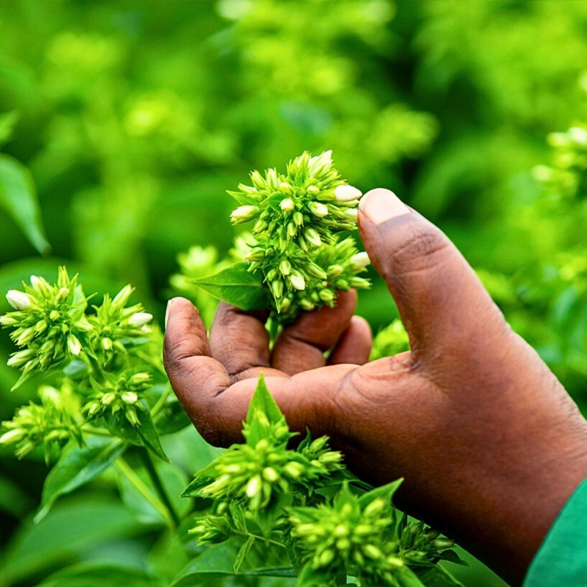 How Marginpar Nurtures Healthy Soils for Sustainable Flowers