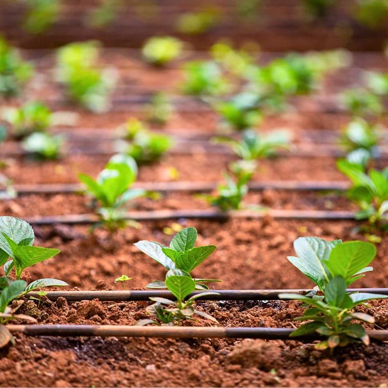 How Marginpar Nurtures Healthy Soils for Sustainable Flowers