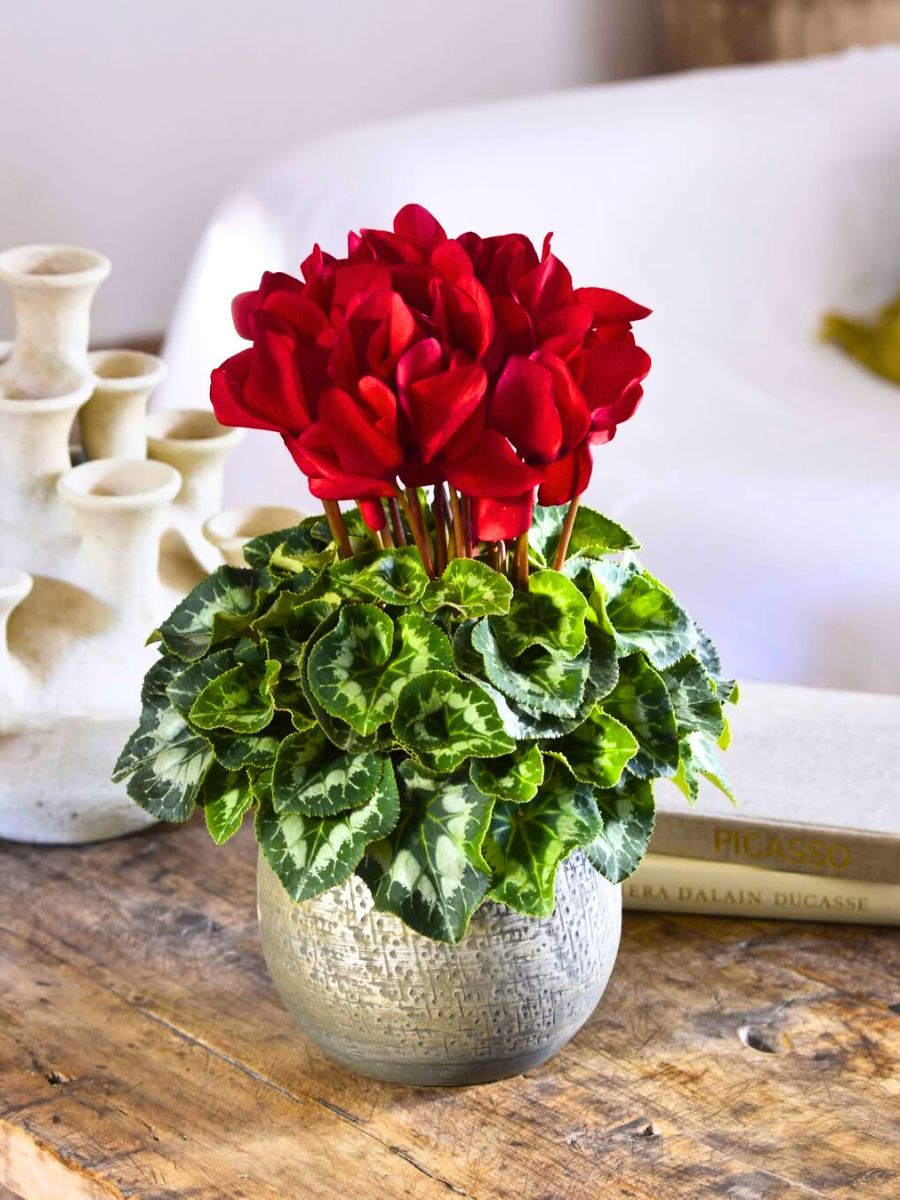 Morel red cyclamen for Xmas