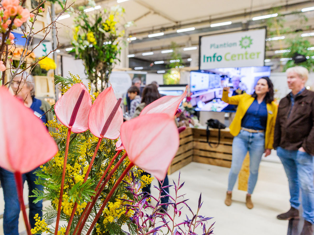 IPM Essen 2024 Pink Anthuriums at Plantion