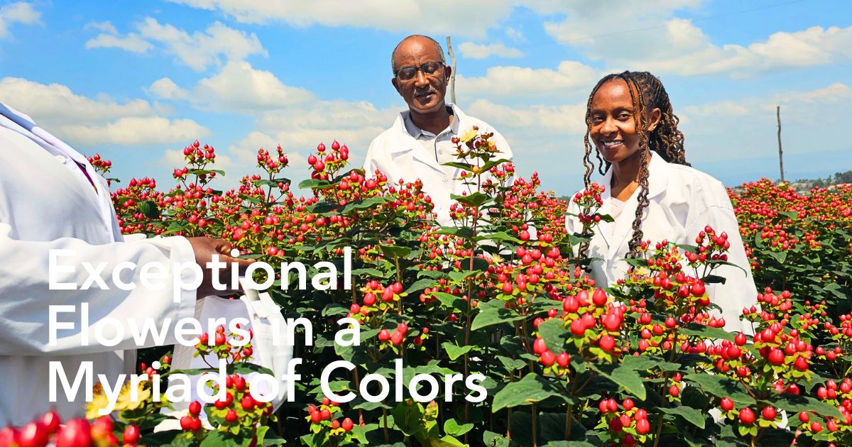 Rimi Flora Ltd - The Kenyan Flower Grower Redefining Premium Hypericum!