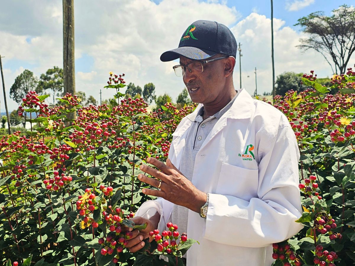 Rimi Flora Ltd - The Kenyan Flower Grower Redefining Premium Hypericum