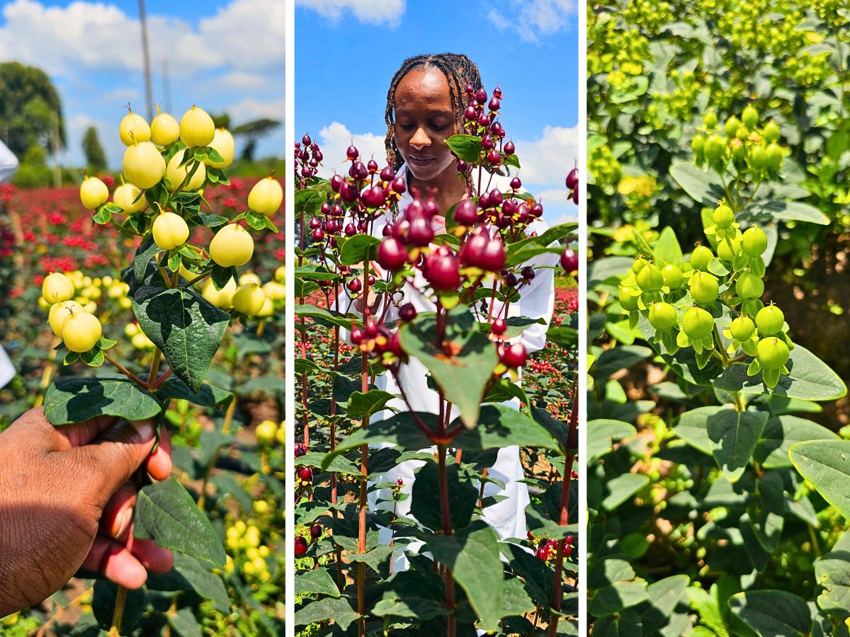 Rimi Flora Ltd - The Kenyan Flower Grower Redefining Premium Hypericum!