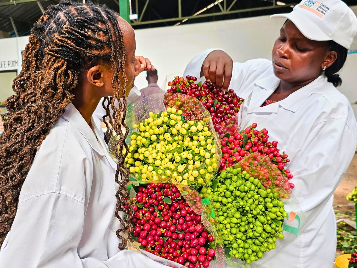 Rimi Flora - A Kenyan Flower Grower With a Flair for Premium Hypericum Production