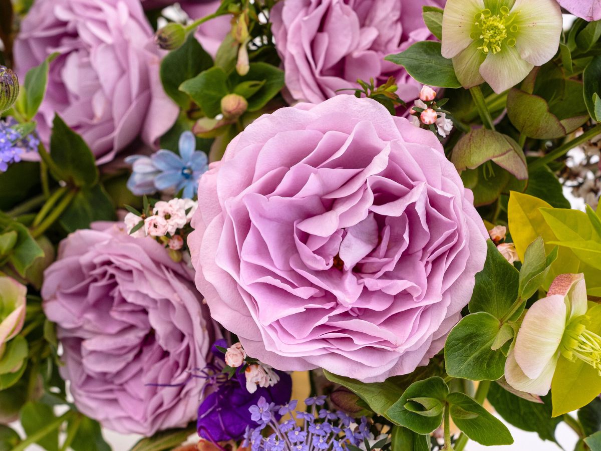 Rose lavender bouquet closeup