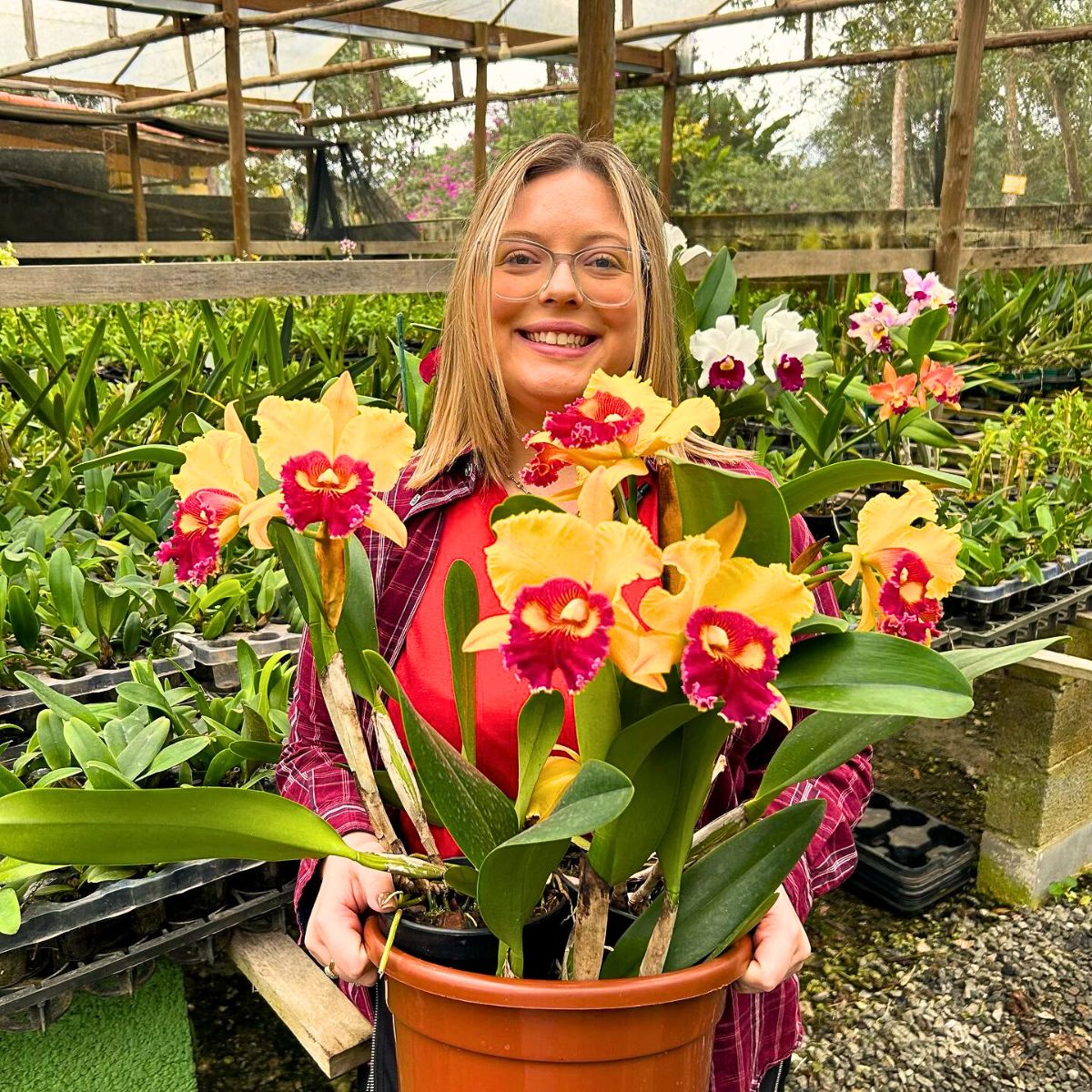 Cattleya Flower Meaning - The Beauty and Symbolism of This Exotic Flower