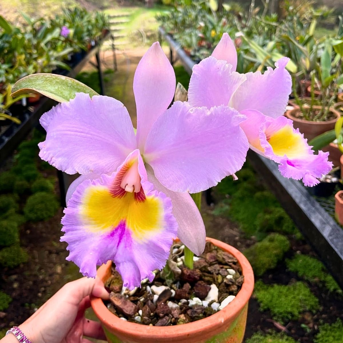 Cattleya Flower Meaning