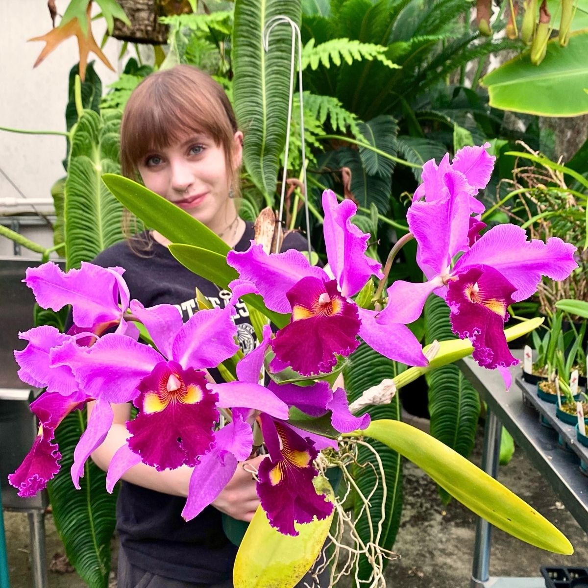 Cattleya Flower Meaning