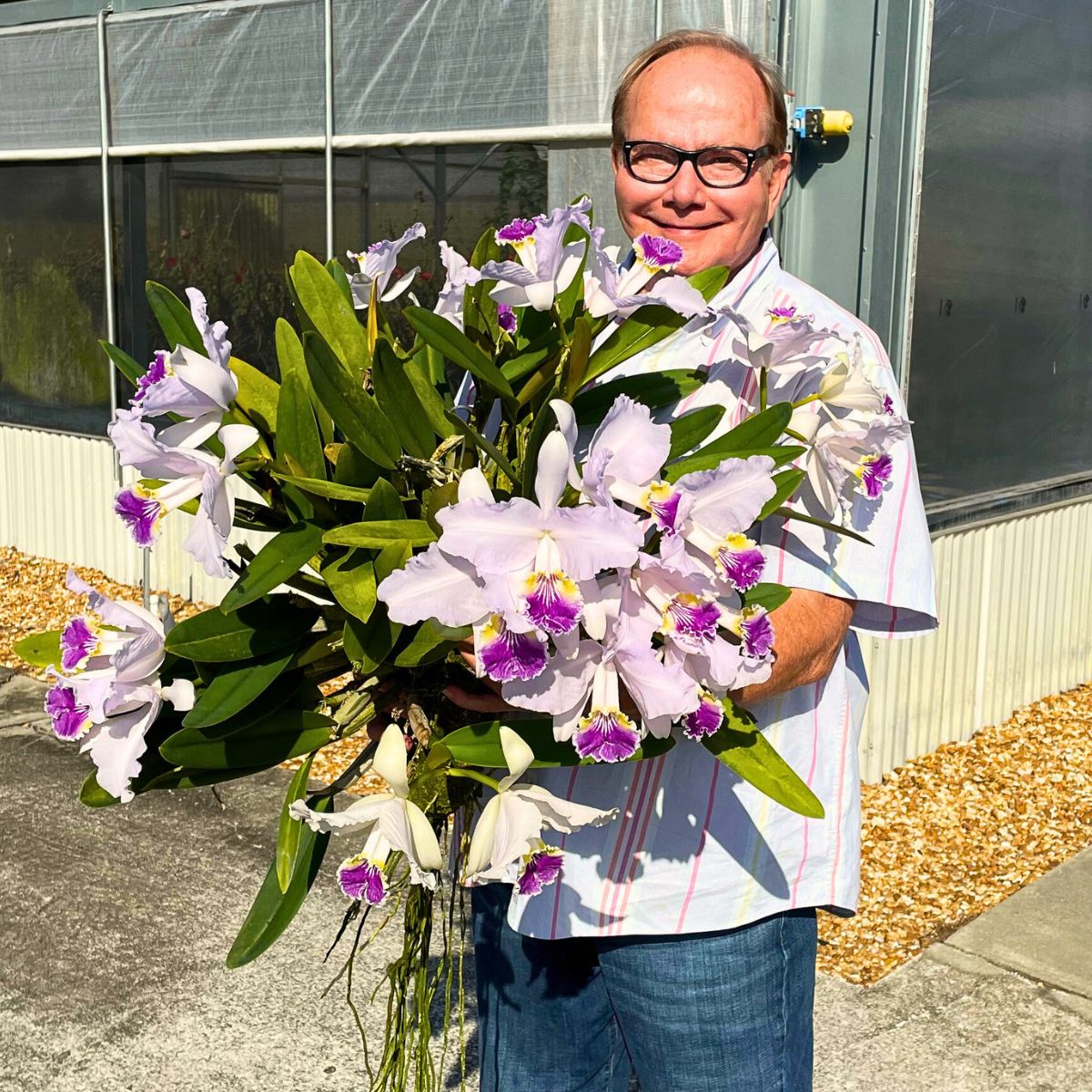 Cattleya Flower Meaning