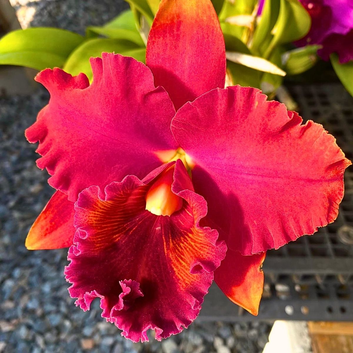 Cattleya Flower Meaning