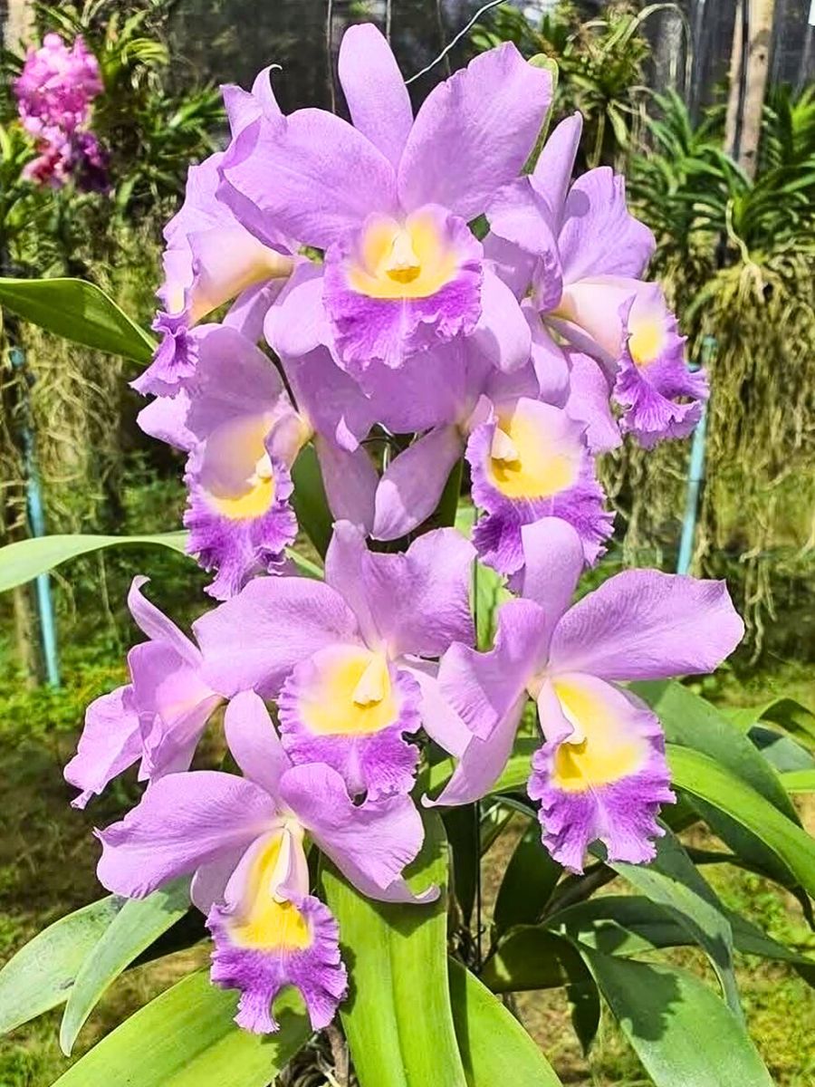 Cattleya Flower Meaning