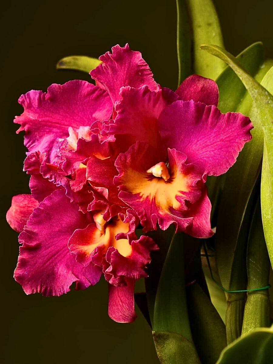 Cattleya Flower Meaning