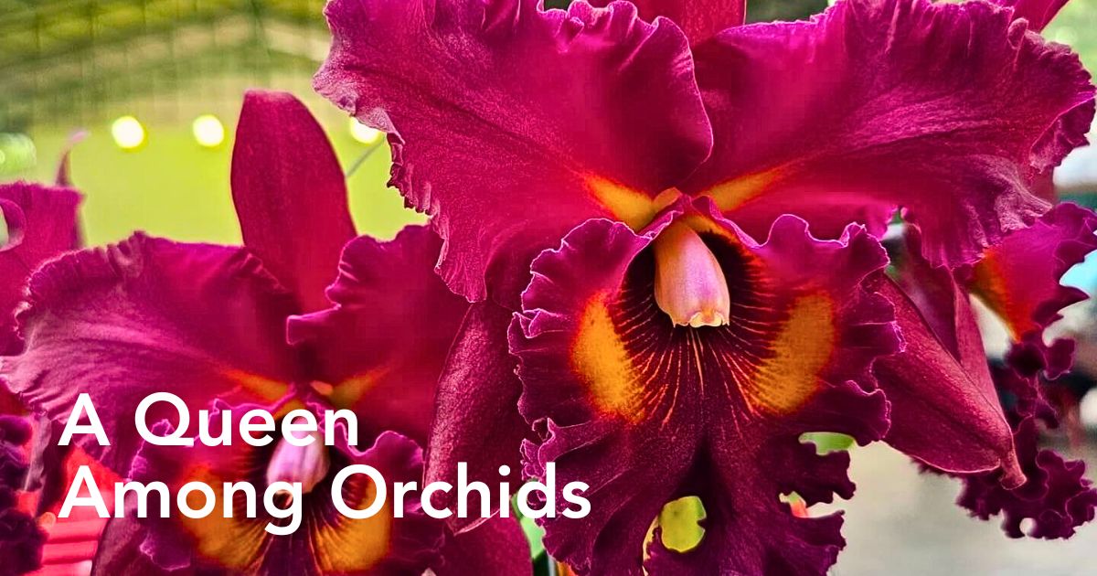 Cattleya Flower Meaning: Understanding the Meaning Behind This Exotic Orchid