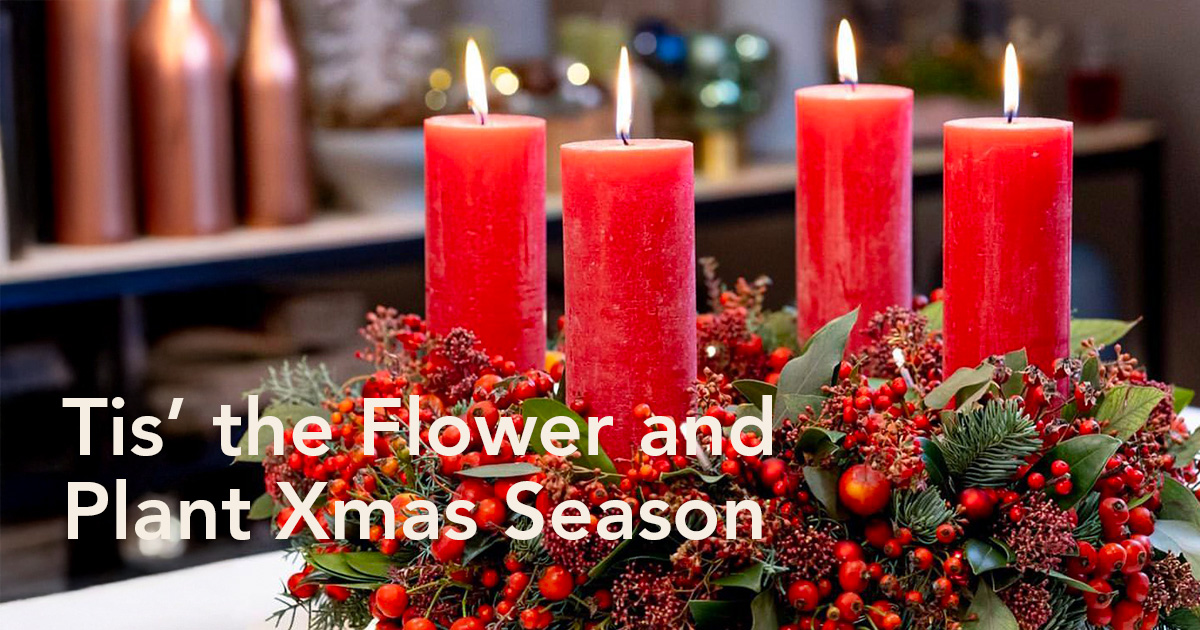 Popular Christmas flowers and plants