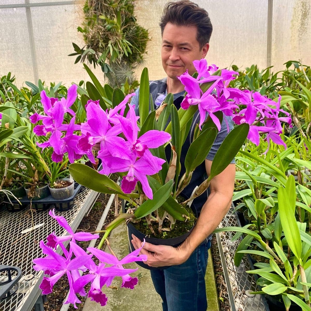 Cattleya Flower Meaning