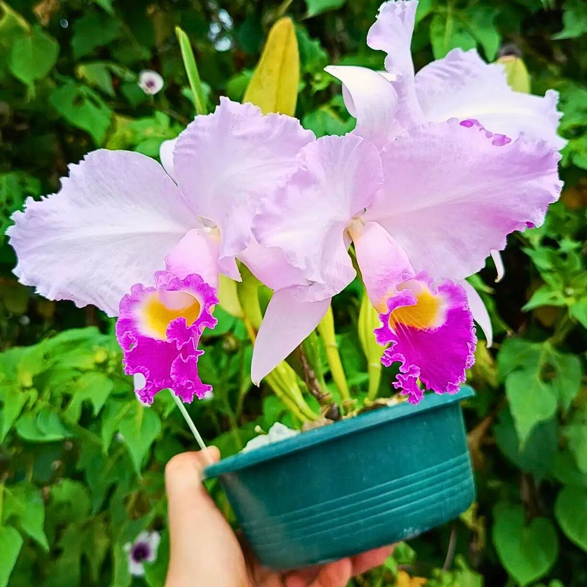 Cattleya Flower Meaning 