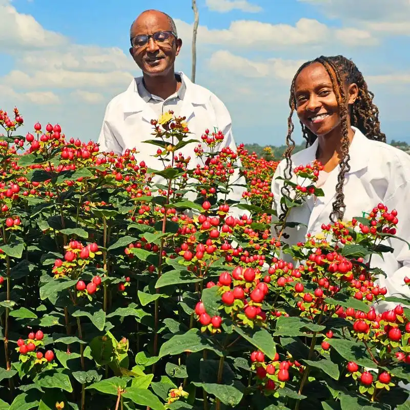 Rimi Flora Ltd - The Kenyan Flower Grower Redefining Premium Hypericum!