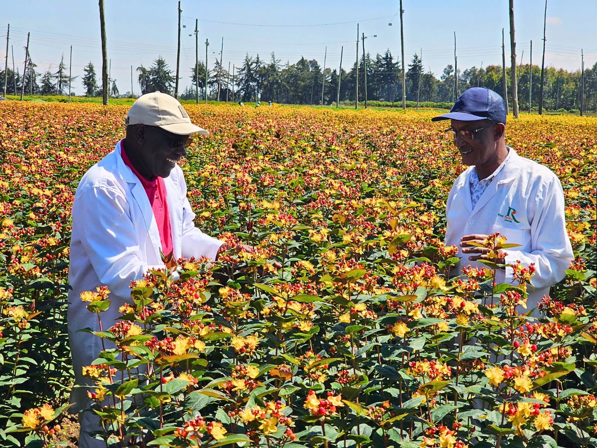 Rimi Flora Ltd - The Kenyan Flower Grower Redefining Premium Hypericum!