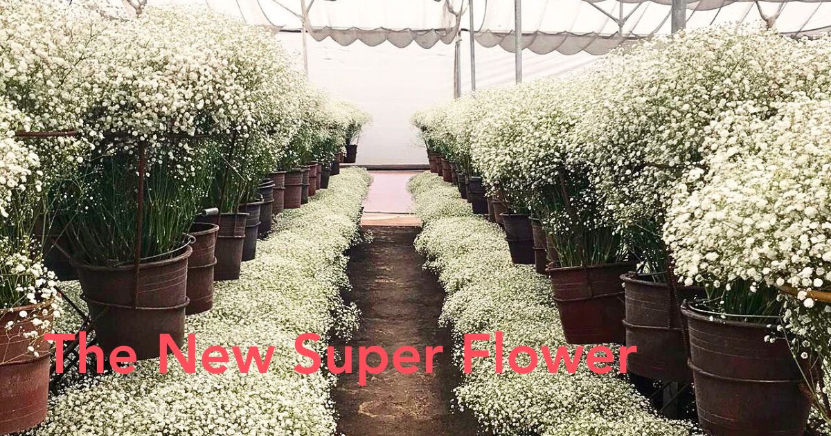 Xlence Header Gypsophila