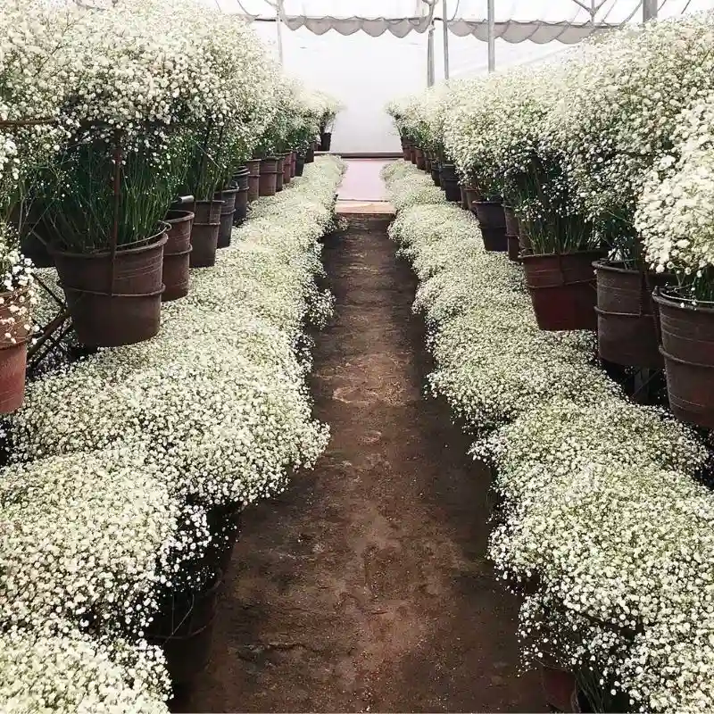 Xlence Featured Gypsophila 