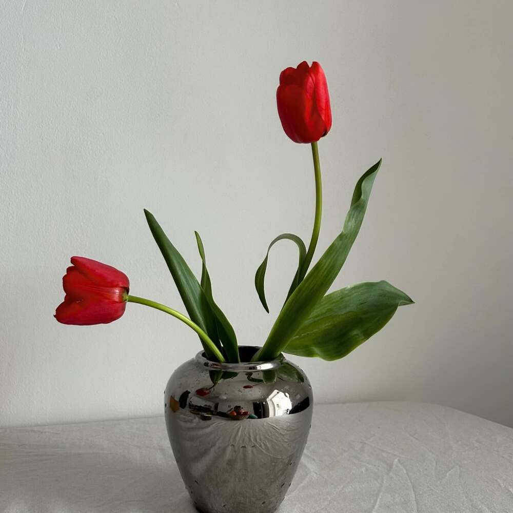 Tulip for your home interior