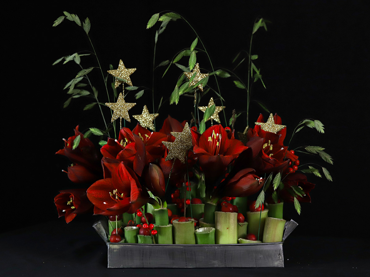 Amaryllis stars design by Gaetan Jacquet