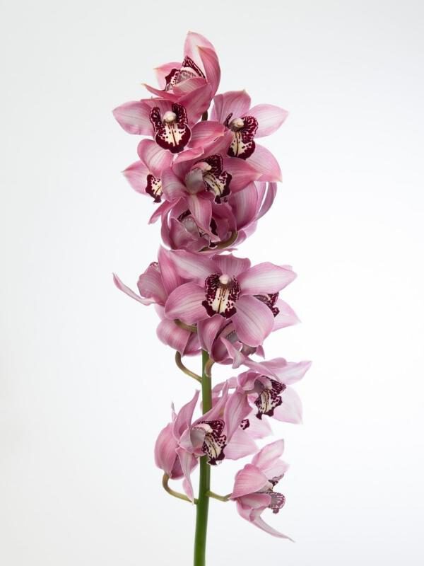 Lose Yourself in the Beauty of Cymbidium Kensi Pink Orchid