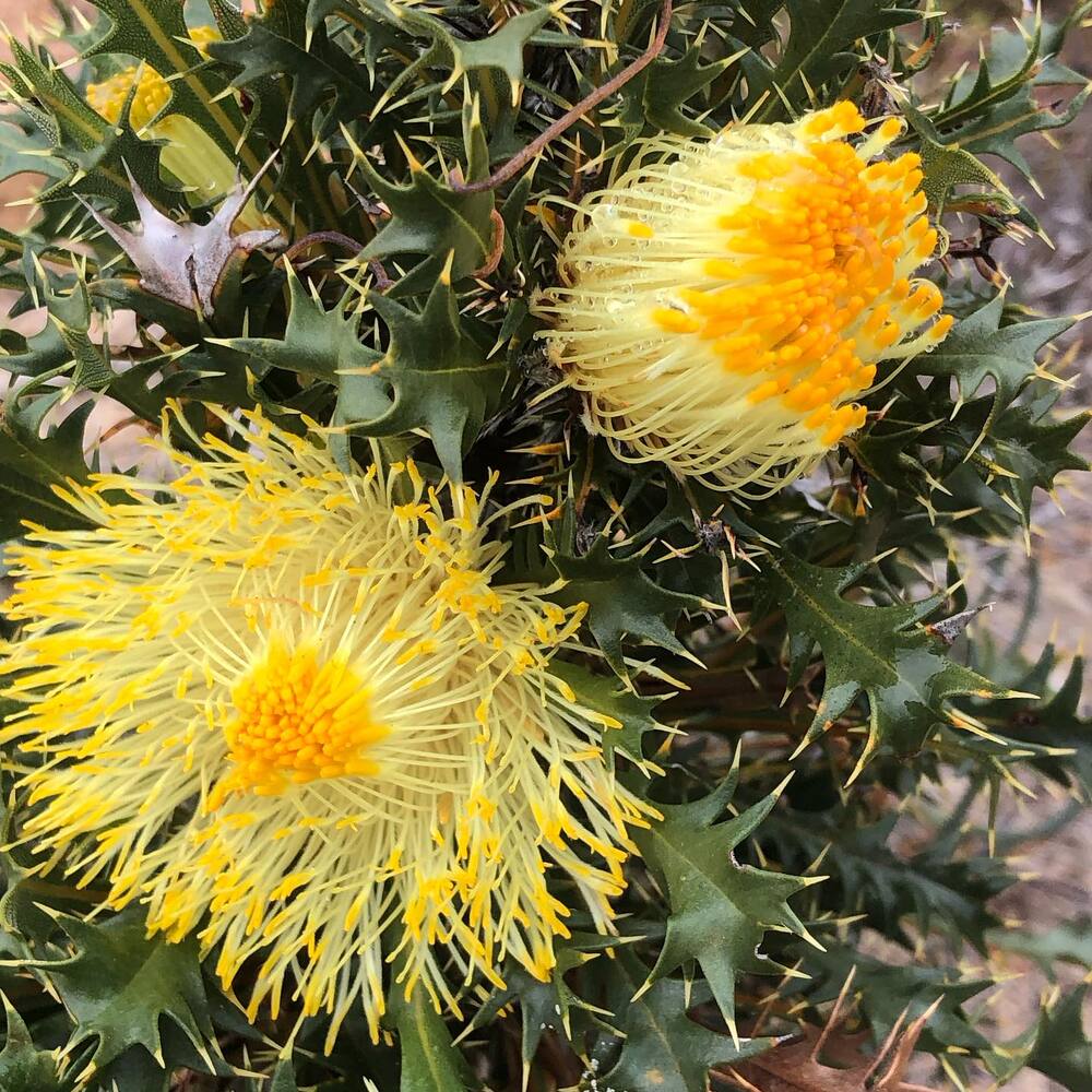 Yellow at Fitzgerald River National