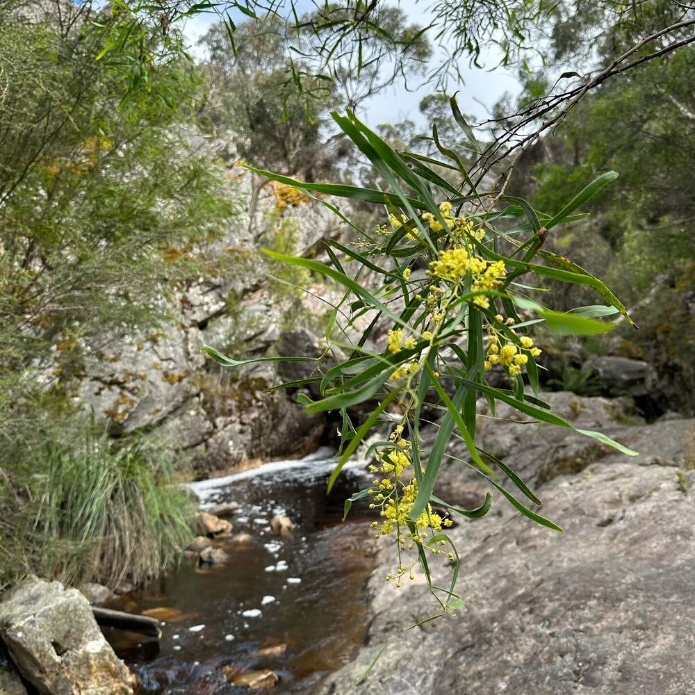 Grampians park yellow flower