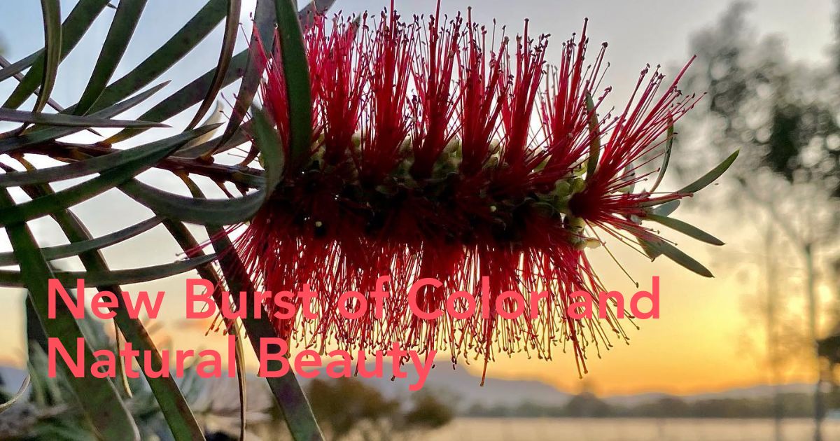 Australia wildflower