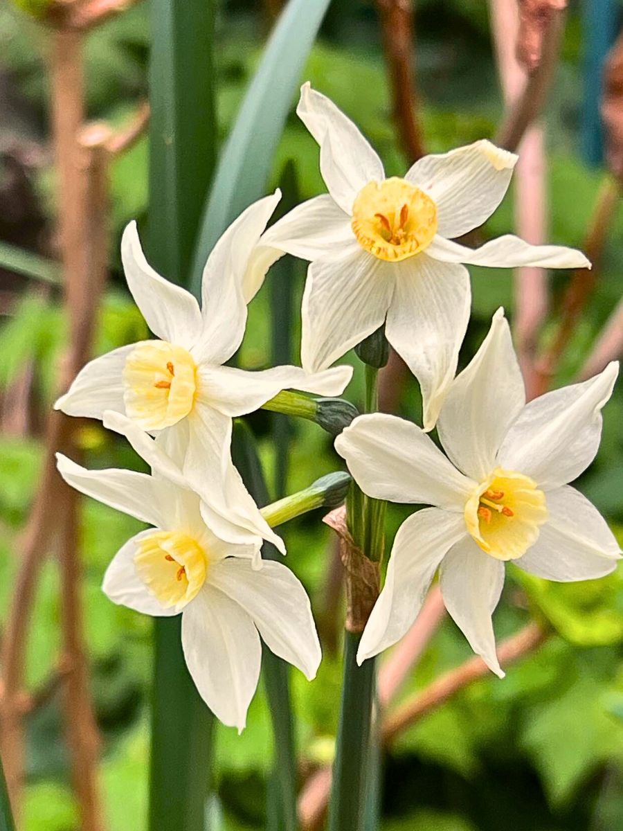 Jonquil Flower Meaning