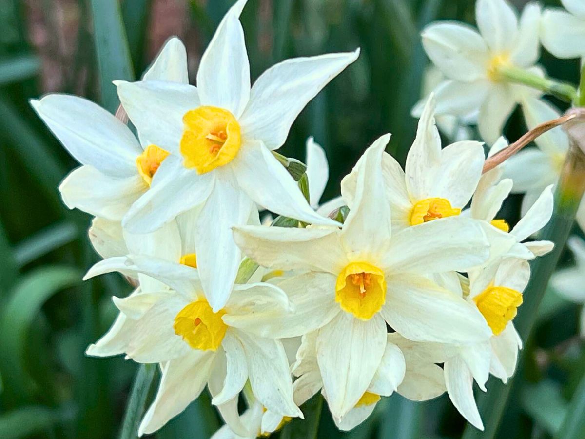 Jonquil Flower Meaning