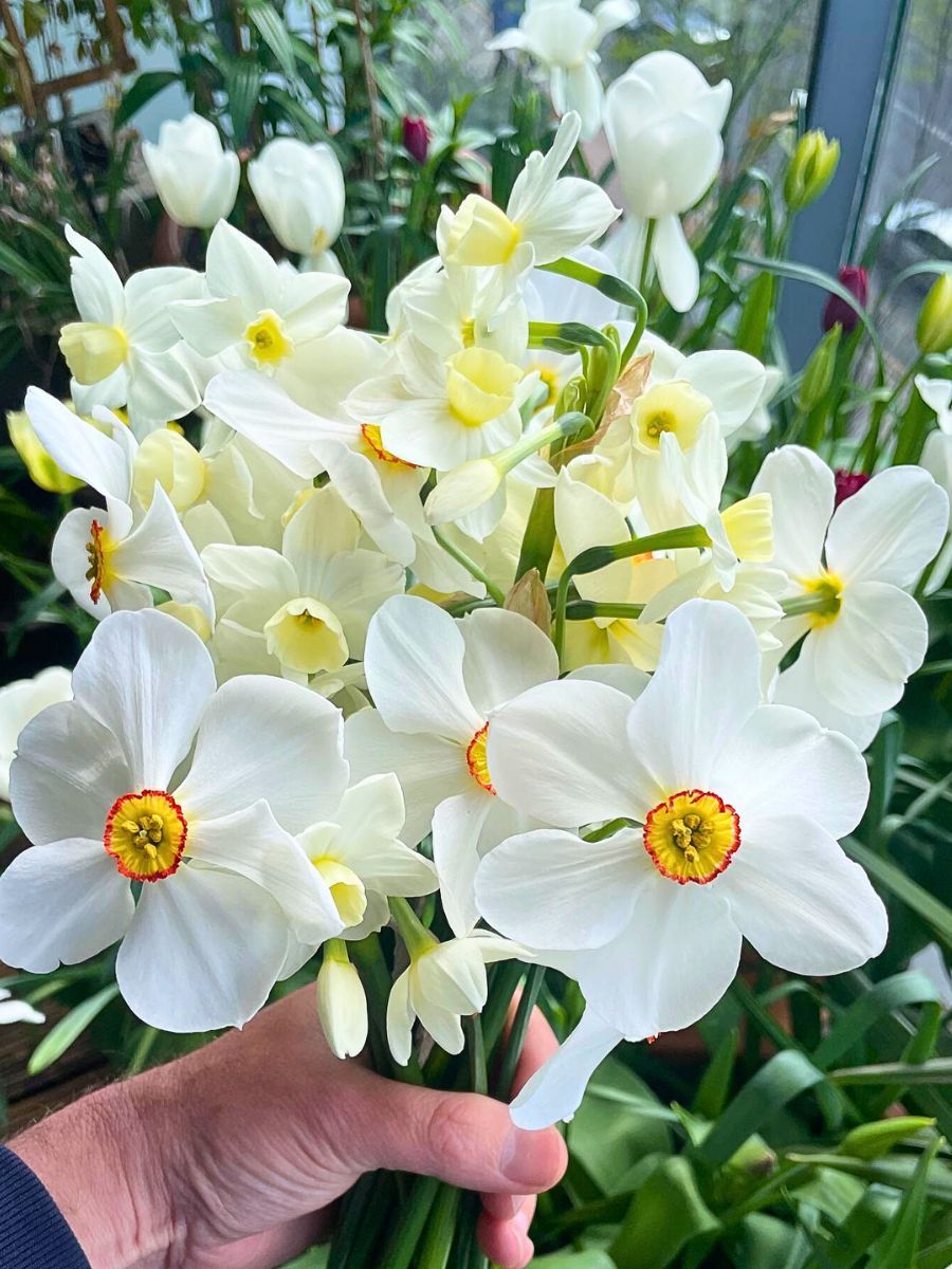 Jonquil Flower Meaning