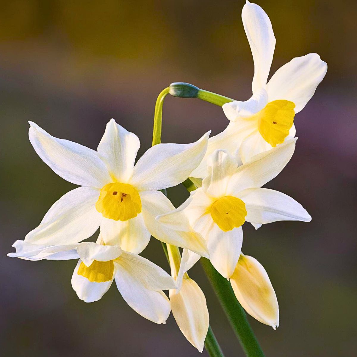 Jonquil Flower Meaning