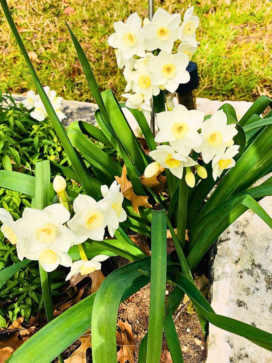 Jonquil Flower Meaning