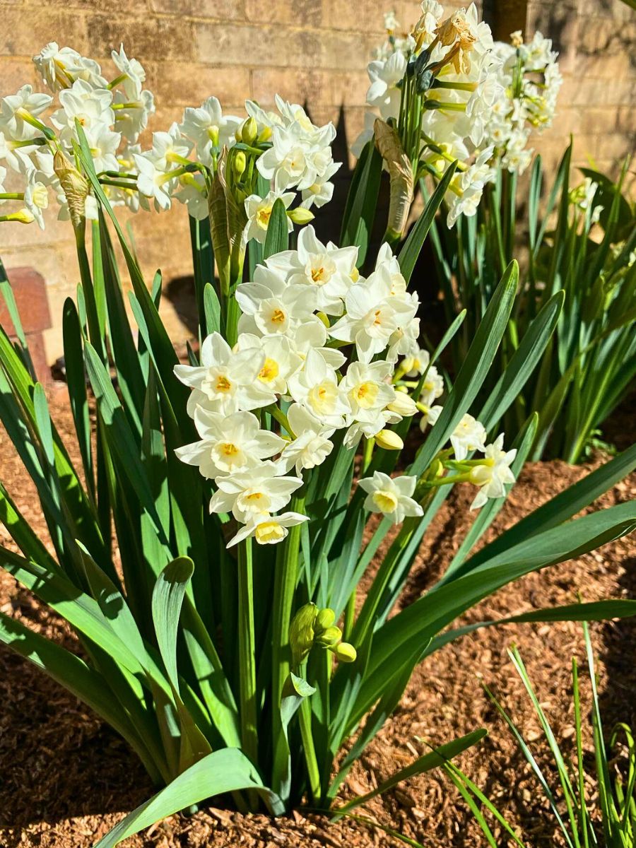 Jonquil Flower Meaning