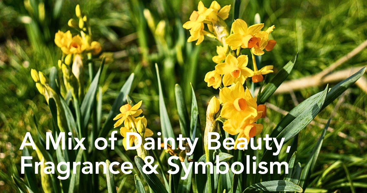 Jonquil Flower Meaning - The Symbolism Behind This Fragrant Flower