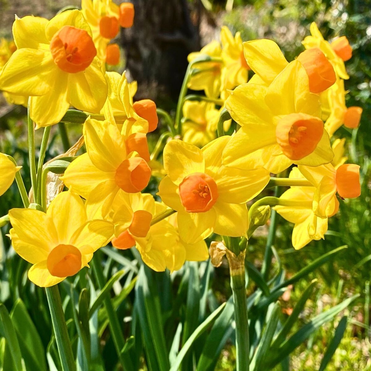 Jonquil Flower Meaning