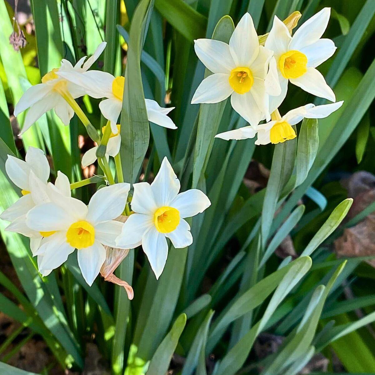 What does the flower Jonquil mean?