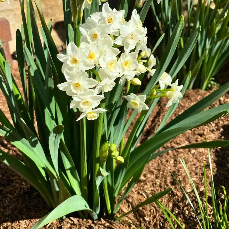 Jonquil Flower Meaning - The Symbolism Behind This Fragrant Flower