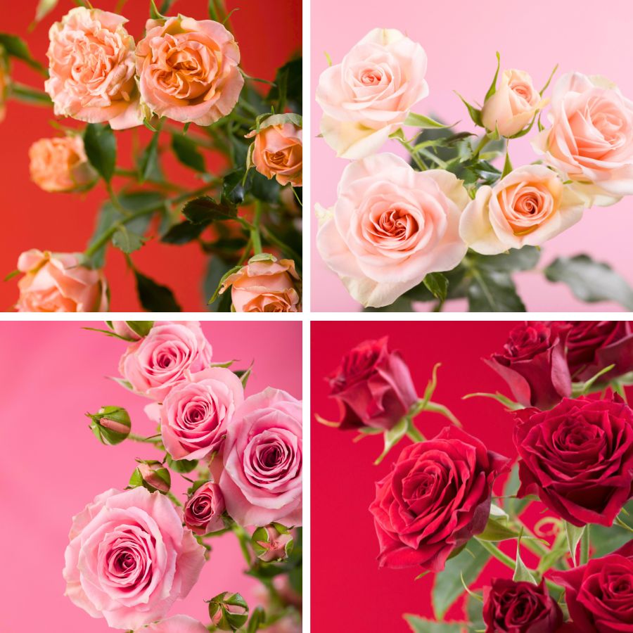 Spray rose collection by Rosaprima