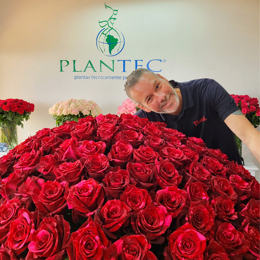 Rose Red Panther with Marcel de Romph at Plantec