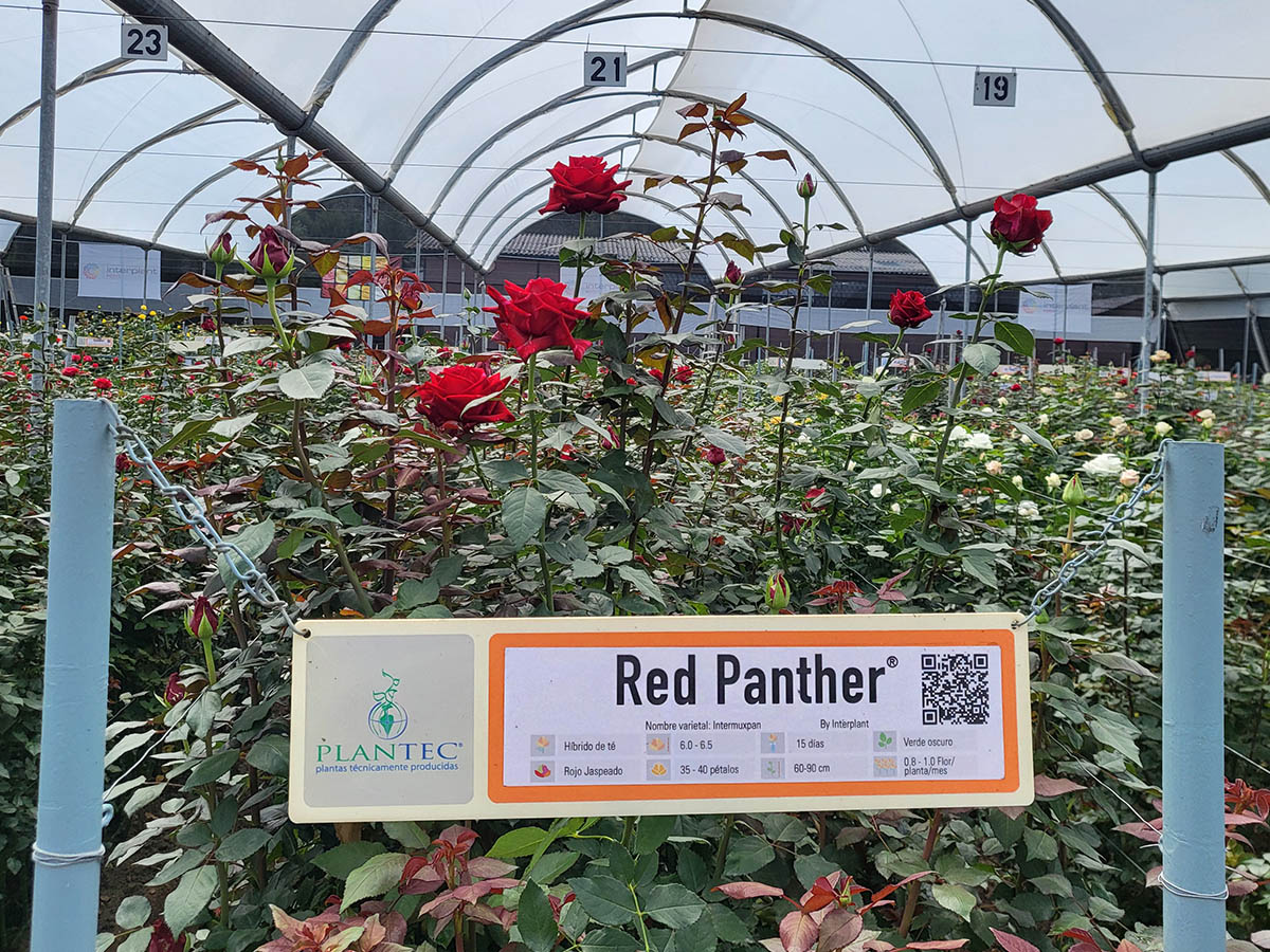 Rose Red Panther in the greenhouse at Plantec