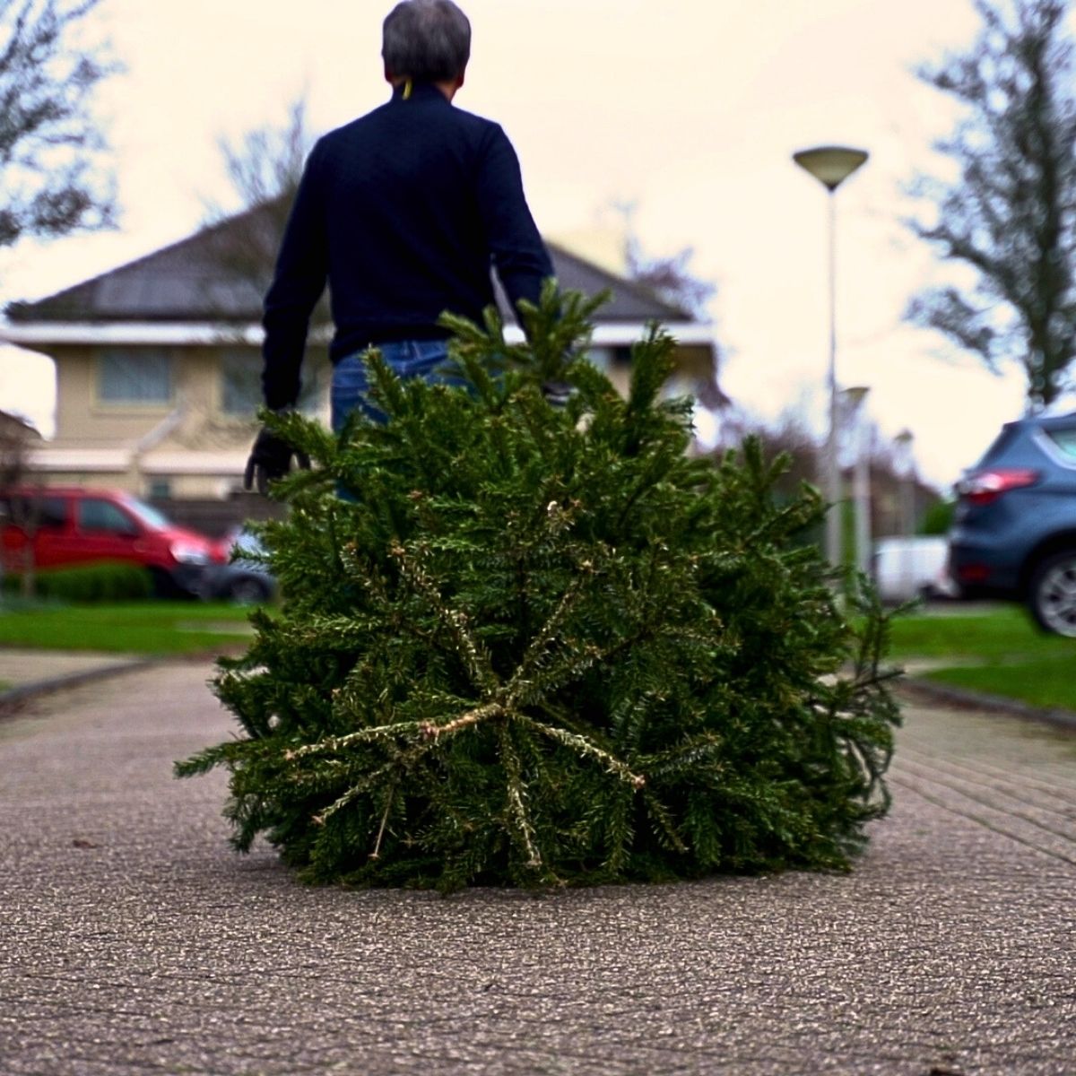 Plants and Flowers Make People Happy and Cheerful. Here’s How to Bring Back and Maintain the Festive Cheer After Christmas Holidays With Decorum Plants and Flowers