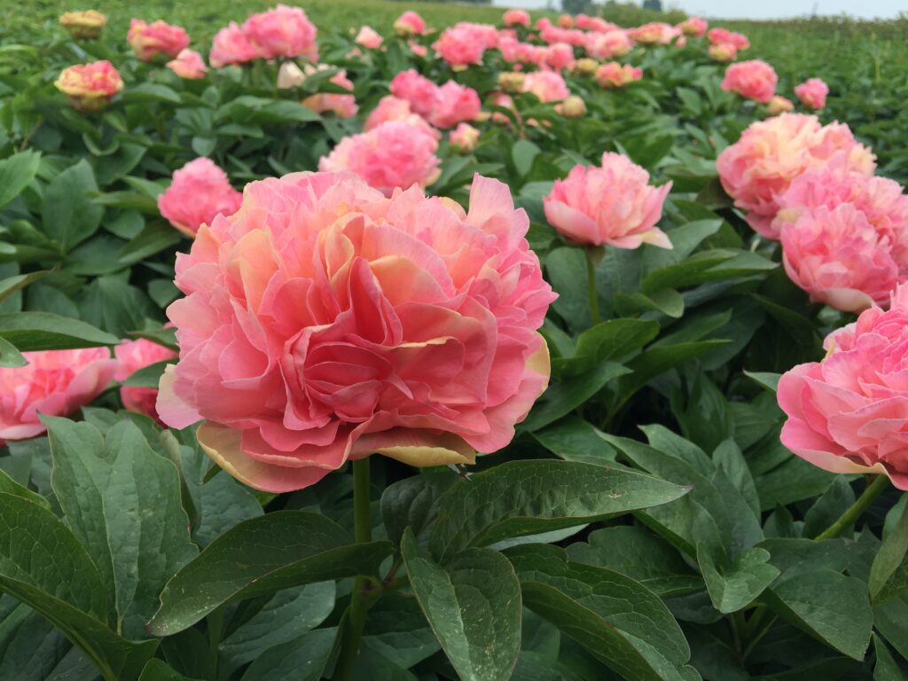 The Peony Lois' Choice Can Easily Become One of Your Favorites My Peony Society
