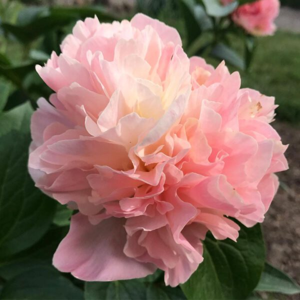 The Peony Lois' Choice Can Easily Become One of Your Favorites Pink Peony